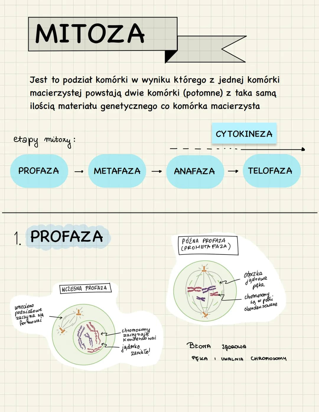 CYKL KOMÓRKOWY
FAZA M - obejmuje podział jądra
(kariokinezę) i podział cytoplazmy
(cytokinezę). NIE MÓWIMY WIĘC ŻE
LITERA M OZNACZA MITOZĘ!
