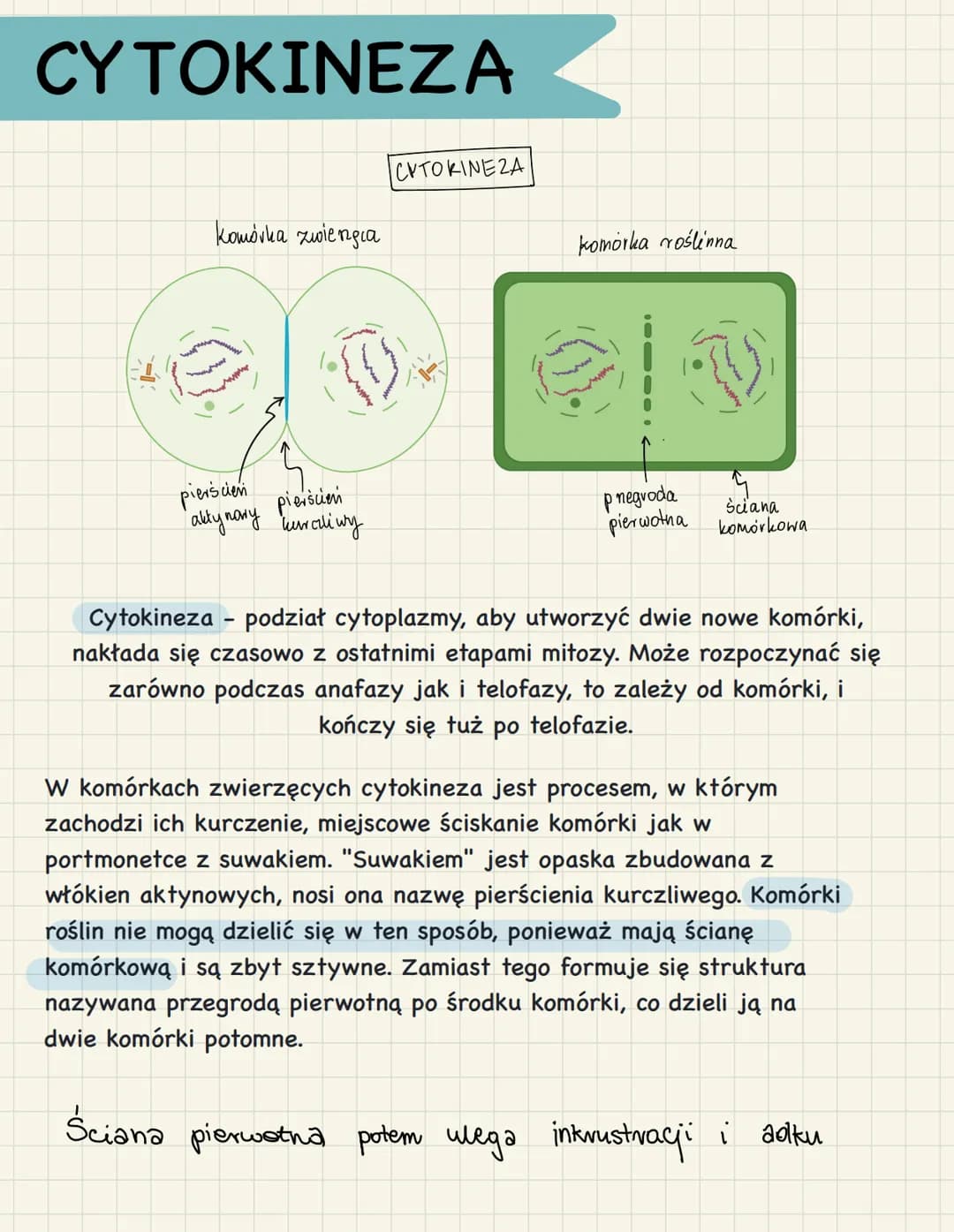 CYKL KOMÓRKOWY
FAZA M - obejmuje podział jądra
(kariokinezę) i podział cytoplazmy
(cytokinezę). NIE MÓWIMY WIĘC ŻE
LITERA M OZNACZA MITOZĘ!
