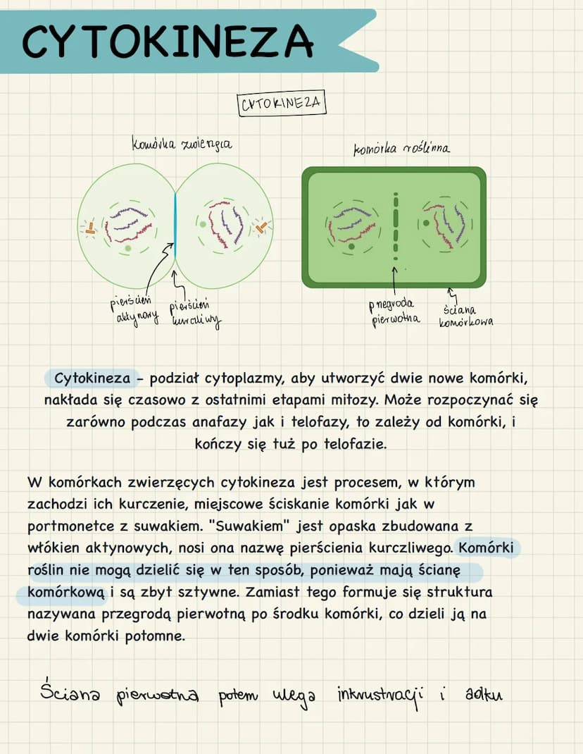 Zaznacz Podpunkt Który Poprawnie Opisuje Cykl Komórkowy Cykl komórkowy i jego fazy - Fazy mitozy i mejozy, replikacja DNA