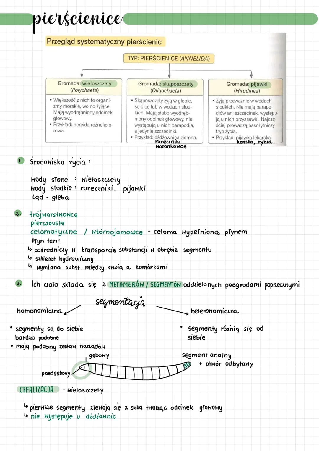 ●
pierścienice
Przegląd systematyczny pierścienic
3.
Gromada: wieloszczety
(Polychaeta)
• Większość z nich to organi-
zmy morskie, wolno żyj