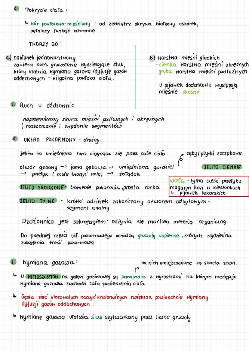 ●
pierścienice
Przegląd systematyczny pierścienic
3.
Gromada: wieloszczety
(Polychaeta)
• Większość z nich to organi-
zmy morskie, wolno żyj