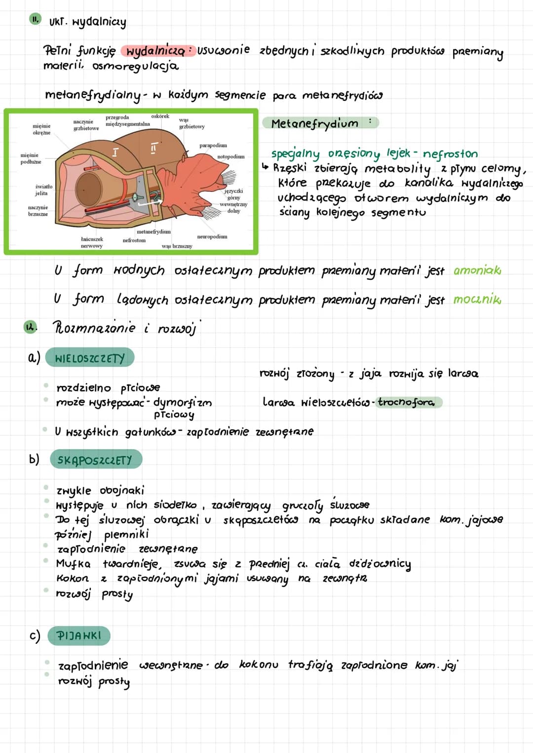 ●
pierścienice
Przegląd systematyczny pierścienic
3.
Gromada: wieloszczety
(Polychaeta)
• Większość z nich to organi-
zmy morskie, wolno żyj