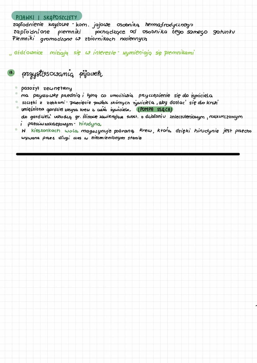 ●
pierścienice
Przegląd systematyczny pierścienic
3.
Gromada: wieloszczety
(Polychaeta)
• Większość z nich to organi-
zmy morskie, wolno żyj