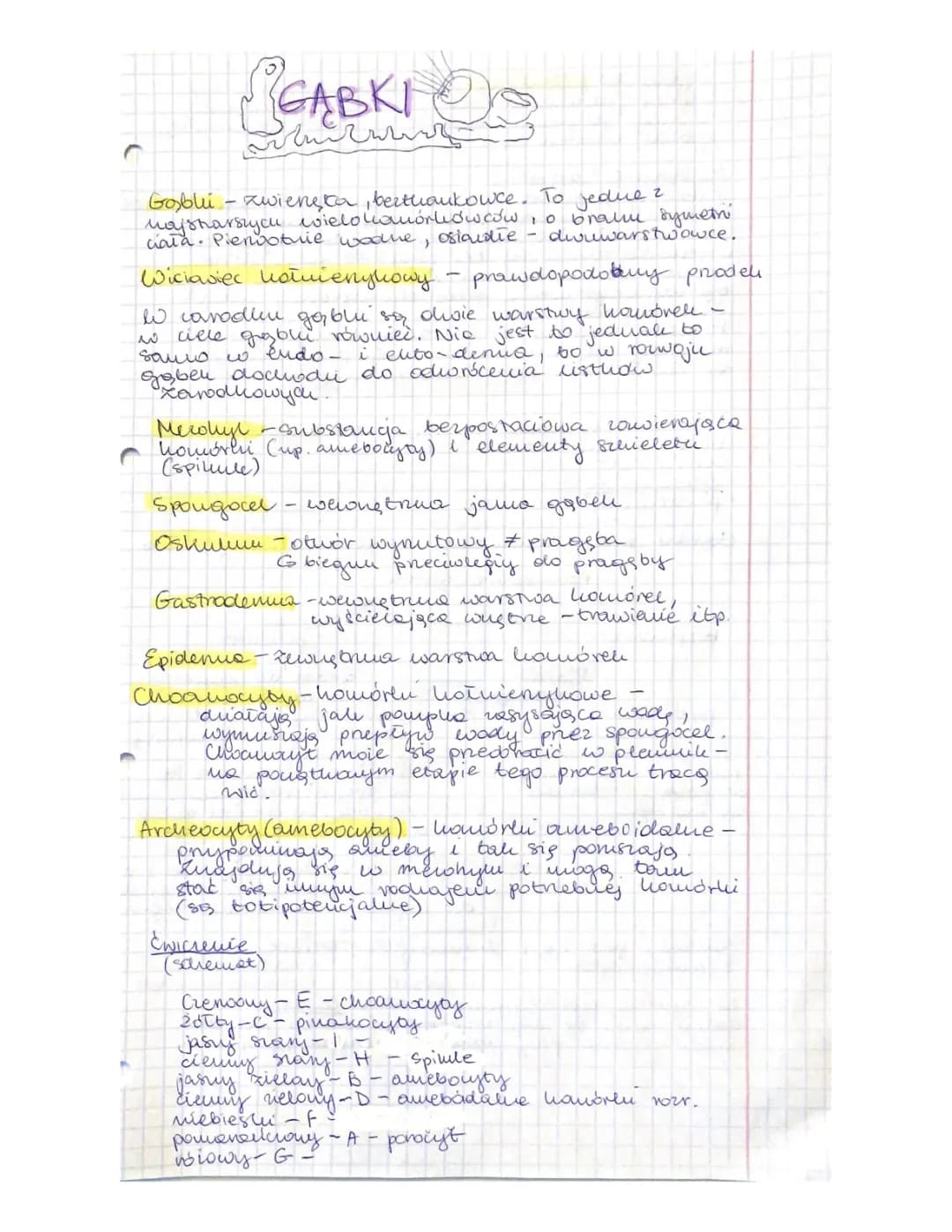 Ciekawostki o parzydełkowcach i budowie gąbek - Wszystko, co musisz wiedzieć!
