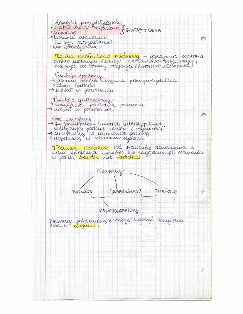 
<p>Parzydełkowce to organizmy, które należą do najstarszych wielokomórkowców. Charakteryzują się promienistą symetrią ciała i występują zar
