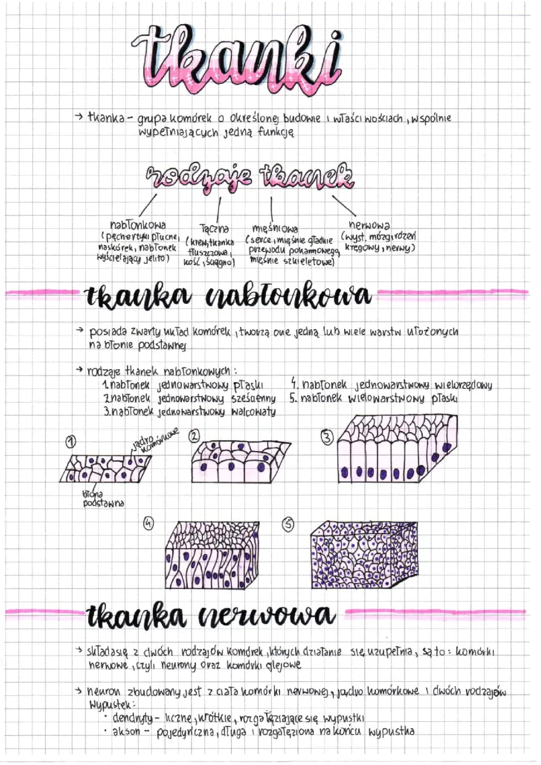 Budowa i Funkcje Tkanki Nabłonkowej oraz Tkanki Nerwowej: Rodzaje i Występowanie