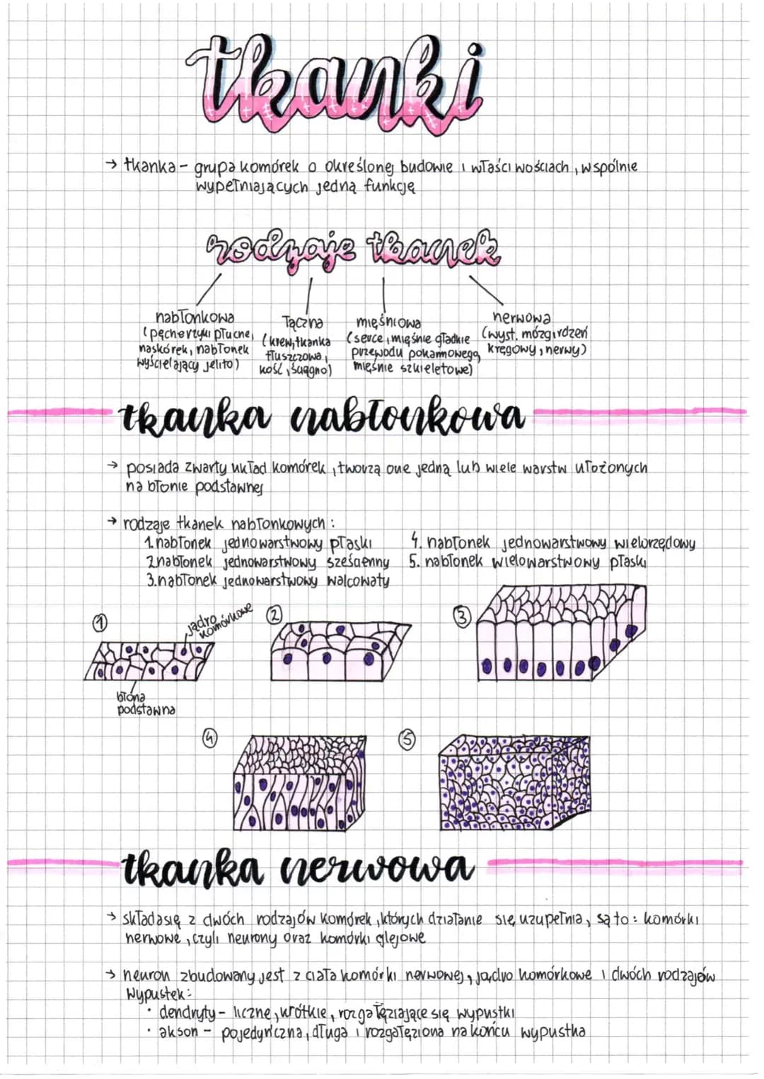 thanki
→ tkanka- grupa komórek o określonej budowie i właściwościach, wspólnie
wypelniających jedną funkcję
rodzaj thanck
nabłonkowa
Tączna
