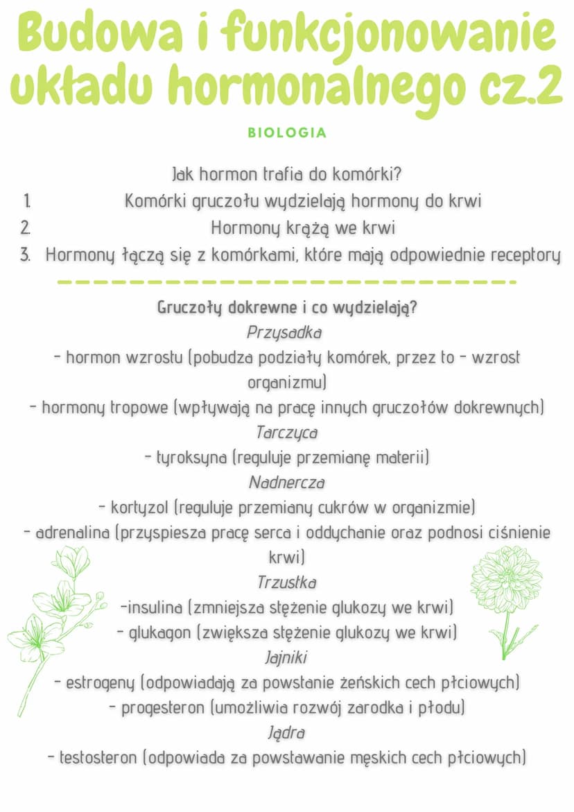 
<h2 id="charakterystykaukaduhormonalnego">Charakterystyka układu hormonalnego</h2>
<p>Główną funkcją układu hormonalnego jest przekazywanie
