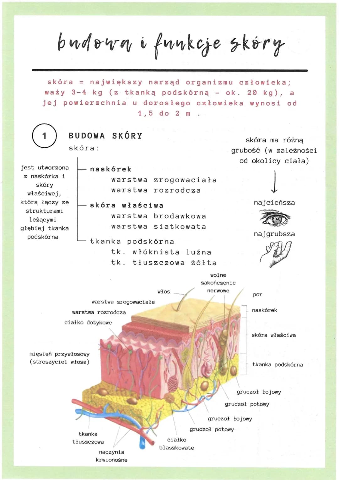Budowa i funkcje skóry - Notatka biologia klasa 7