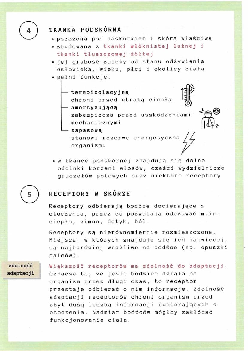 budowa i funkcje skóry
skóra =
największy narząd organizmu człowieka;
waży 3-4 kg (z tkanką podskórną ok. 20 kg), a
jej powierzchnia u doros