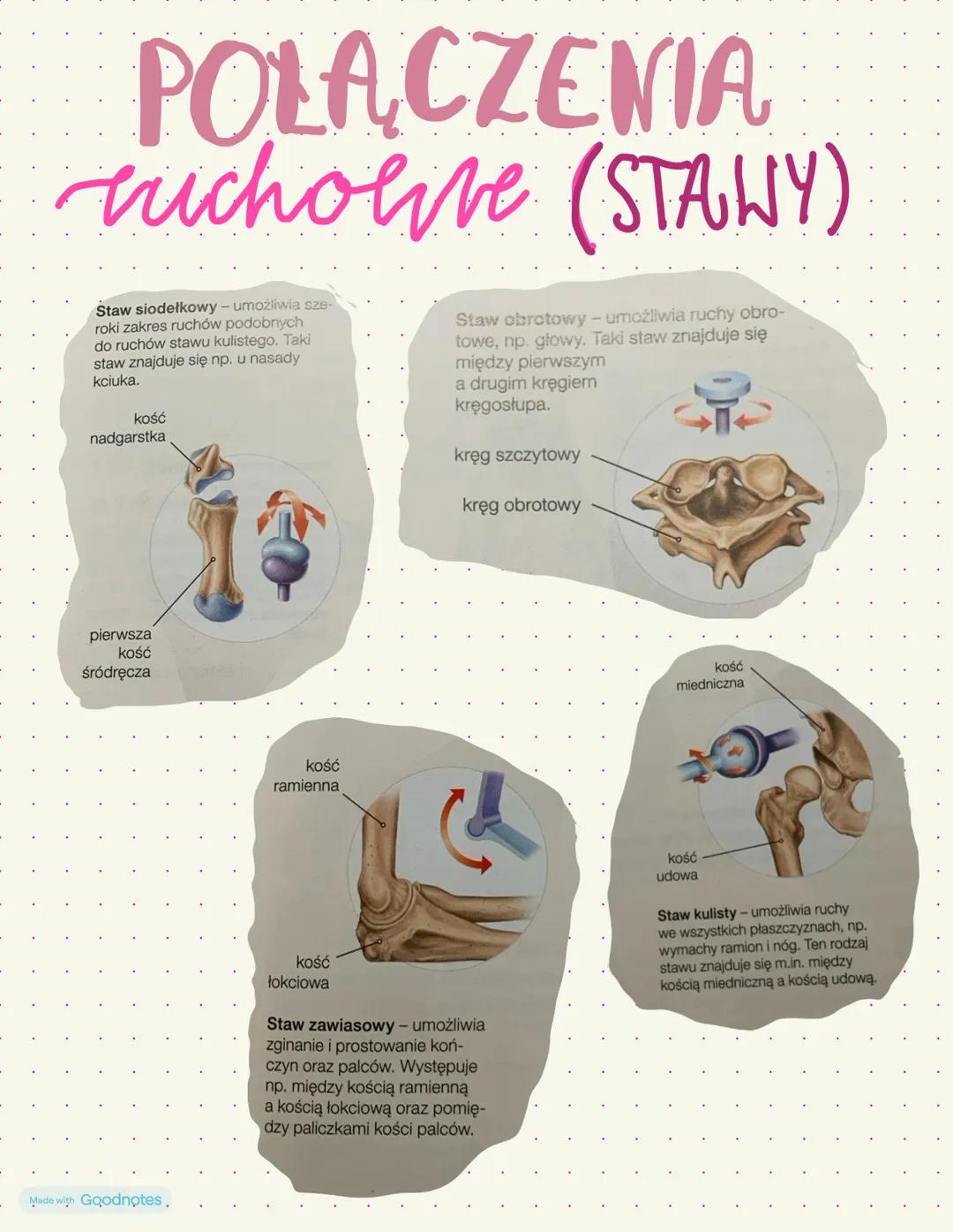 G KC AW
SZKIELET
✓
osiowy
-czaszka
- mostek.
- żebva
констут
-obojczyk
-Topatka.
-kość ramienna
~kość promieniowo
-kręgosłup -kość Tokuona u