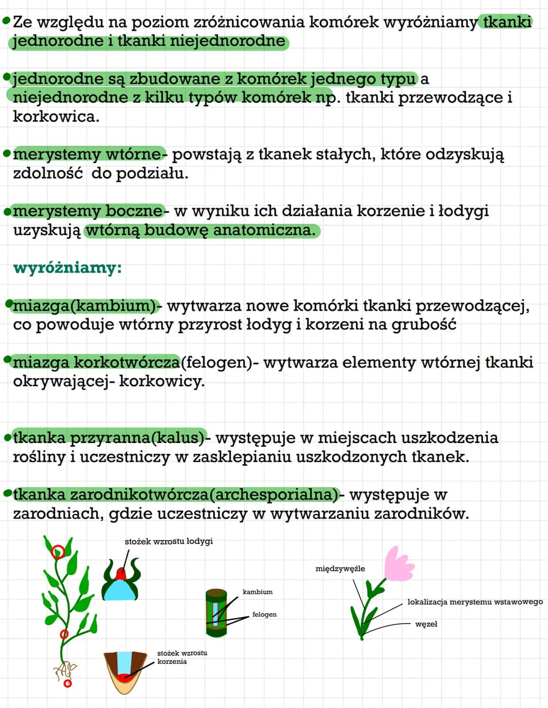 Rodzaje tkanek roślinnych: Merystemy i podział tkanek stałych