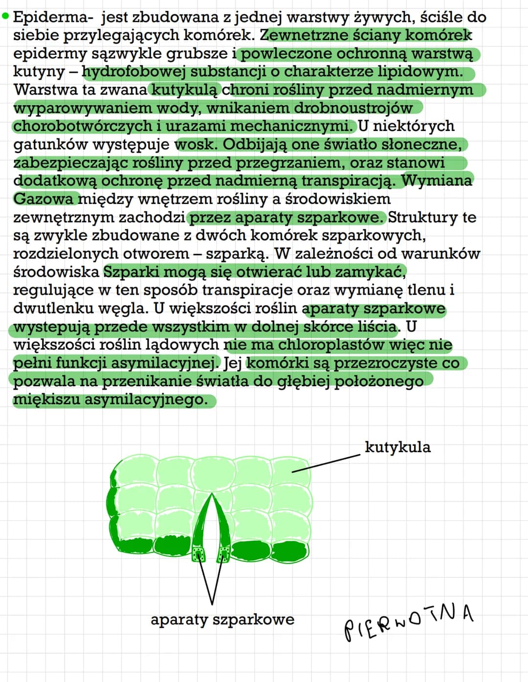 Tkanki roślinne
Rodzaje tkanek roślinnych
ze względu na zdolność komórek do dzielenia się można
wyróżnić tkanki twórcze i tkanki stałe
TKANK