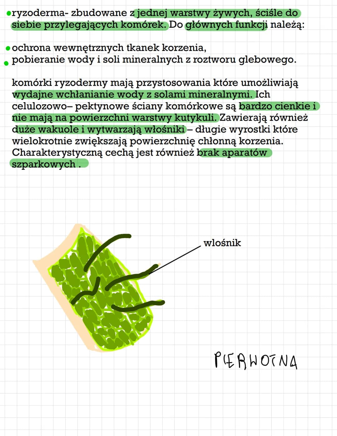 Rodzaje tkanek roślinnych: Merystemy i podział tkanek stałych