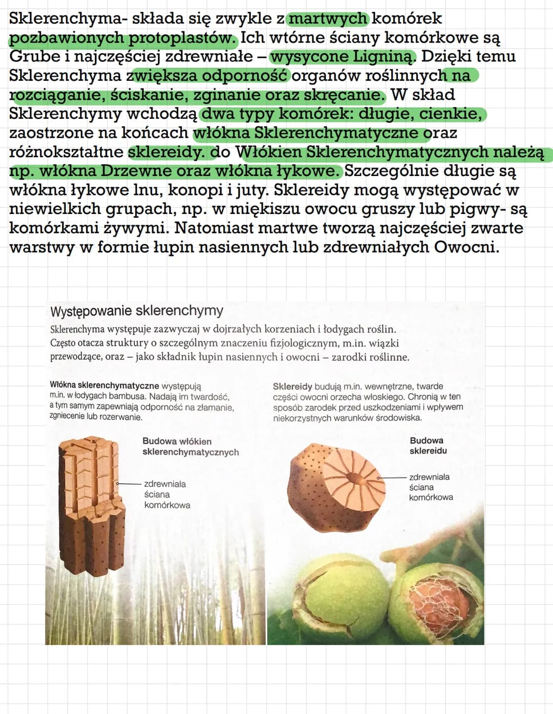 Rodzaje tkanek roślinnych: Merystemy i podział tkanek stałych