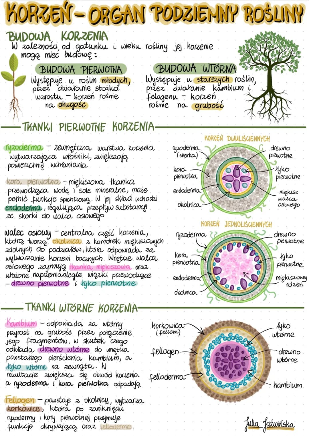 KORZEŃ-ORGAN PODZIEMNY ROŚLINY
utrzymywanie
rośliny w podłożu
pobieranie wody i
soli mineralnych z podłoża
Funkcje korzenia
MODYFIKACJE KORZ
