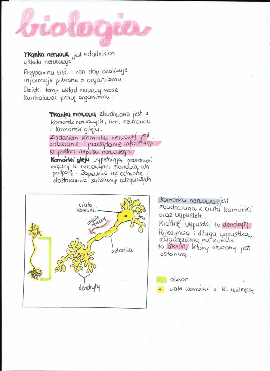biologia
Tkanka nerwowa jest składnikiem
układu nerwowego:
2
Przypomina siec i non stop analizuje
informacje pobrane z organizmu.
Dzięki tem