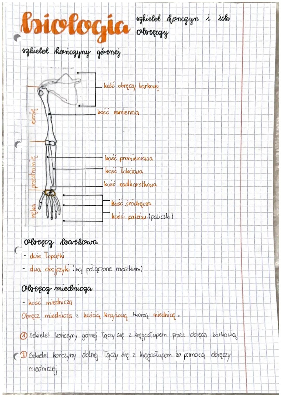 biologia
szkielet kończyny górnej
ramie
C
गप्पण्यग्य
szkielet honczyn i ich
севедезу
kość obręczy barkowej
kość ramienna
kość promieniowa
ko