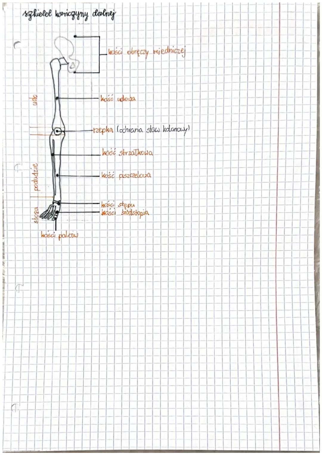 biologia
szkielet kończyny górnej
ramie
C
गप्पण्यग्य
szkielet honczyn i ich
севедезу
kość obręczy barkowej
kość ramienna
kość promieniowa
ko