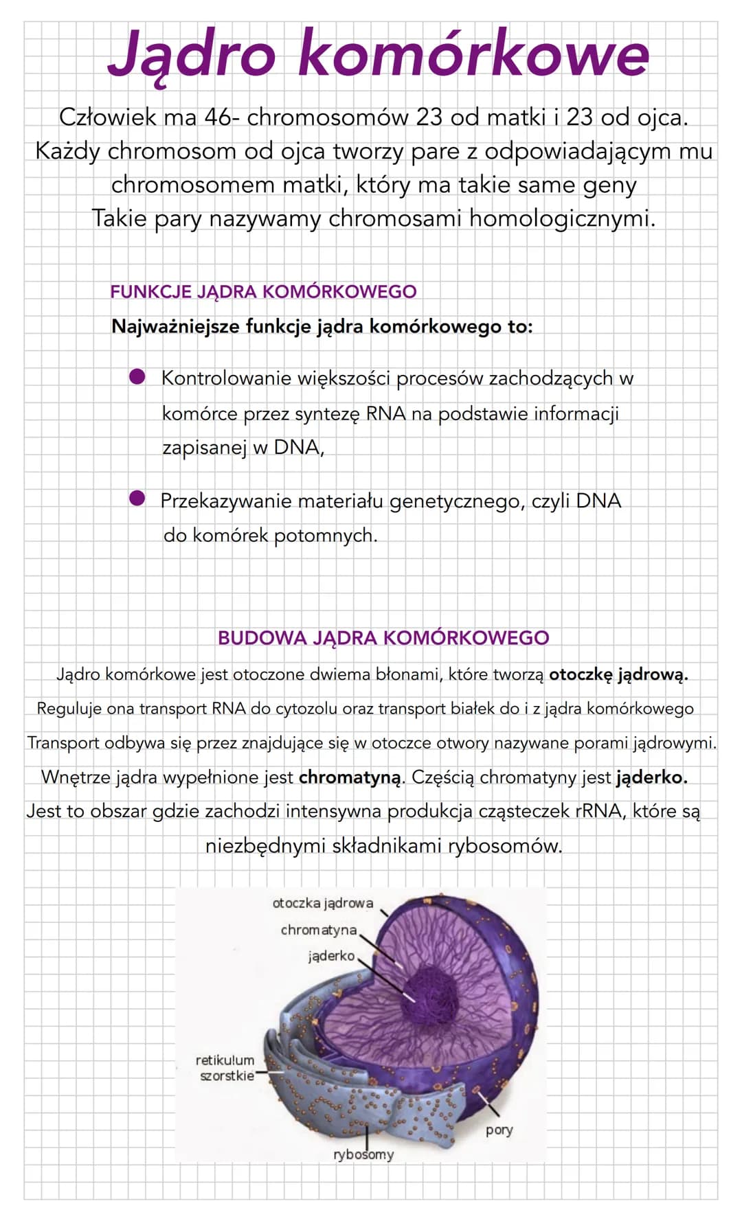 Jądro komórkowe
Człowiek ma 46- chromosomów 23 od matki i 23 od ojca.
Każdy chromosom od ojca tworzy pare z odpowiadającym mu
chromosomem ma