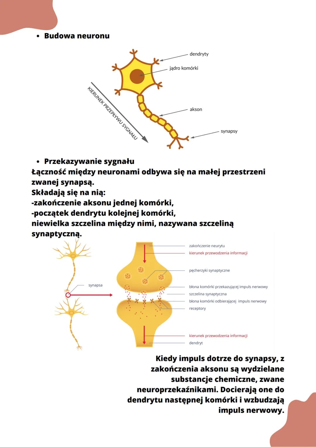 Budowa i rolg układu nerwowego
• Budowa układu nerwowego
●
ośrodkowy układ nerwowy
(OUN)
somatyczny układ nerwowy
(zależy od woli)
otrzymuje