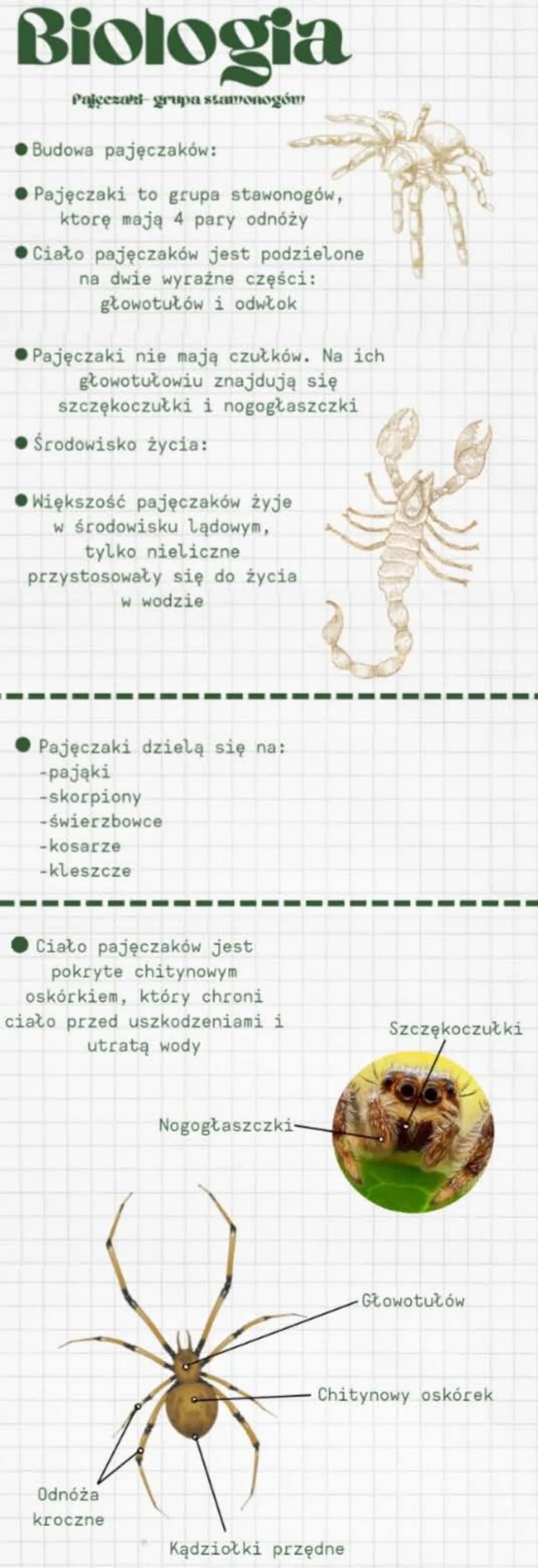 Biologia
Pajcezari- grupa stawonogów
Budowa pajęczaków:
Pajęczaki to grupa stawonogów,
ktorę mają 4 pary odnóży
Ciało pajęczaków jest podzie