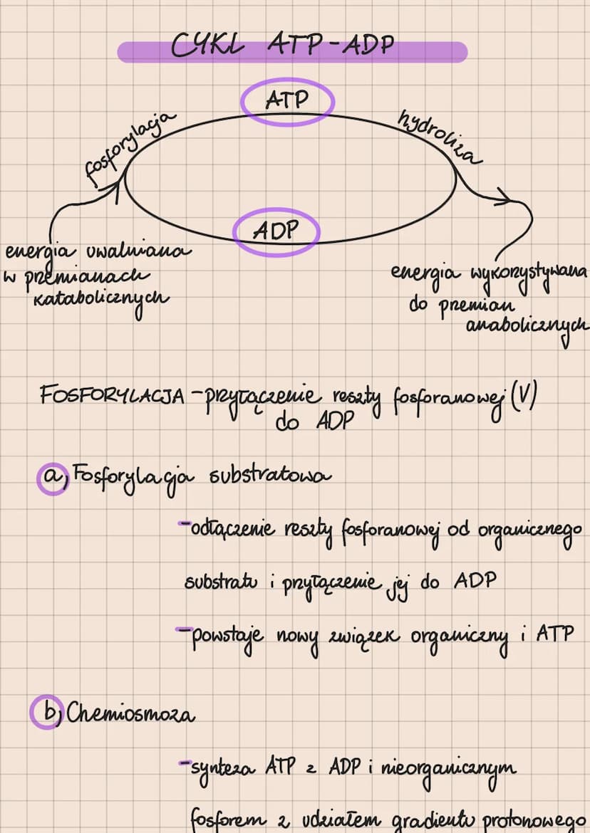 Metabolizm – całość przemian chemicznych
i energetycznych komórki
Anabolizm - reakcje chemiczne, w
2 prostych substratów powstają
których
zw