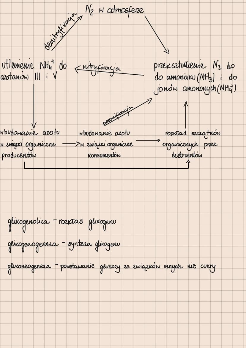 Metabolizm – całość przemian chemicznych
i energetycznych komórki
Anabolizm - reakcje chemiczne, w
2 prostych substratów powstają
których
zw