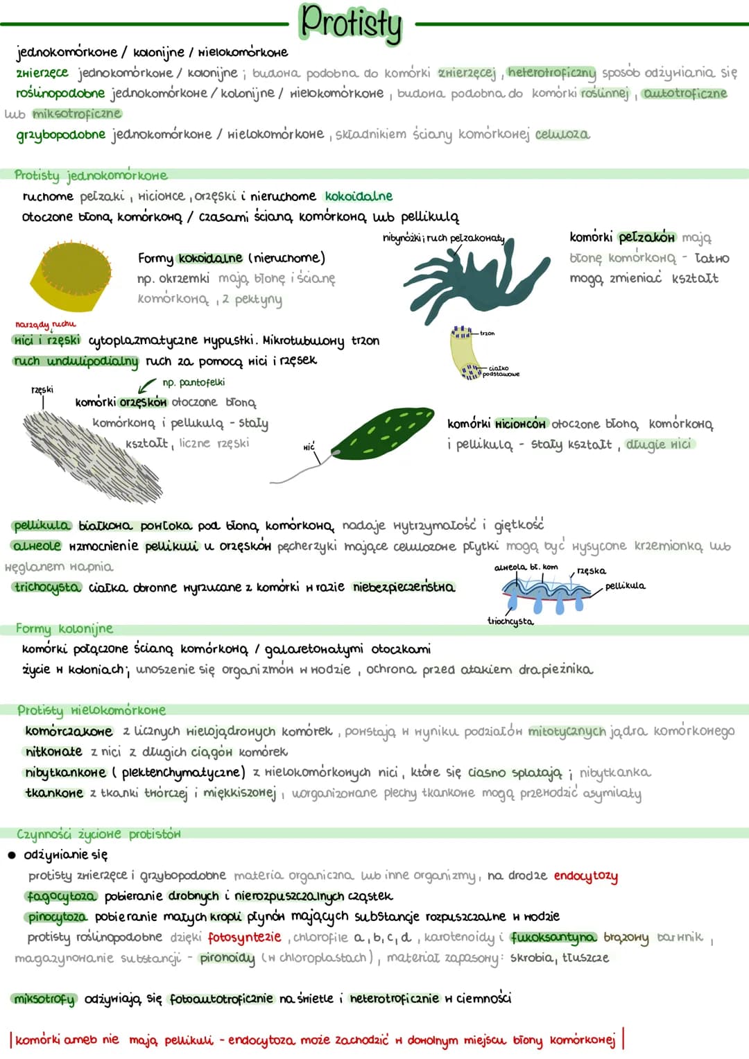 Protisty
jednokomórkowe / kolonijne/ wielokomórkowe
zwierzęce jednokomórkowe/ kolonijne; budowa podobna do komórki zwierzęcej, heterotroficz