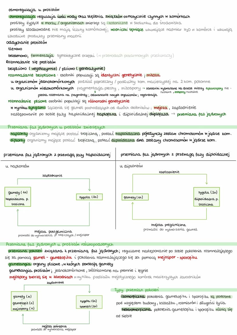 Protisty
jednokomórkowe / kolonijne/ wielokomórkowe
zwierzęce jednokomórkowe/ kolonijne; budowa podobna do komórki zwierzęcej, heterotroficz