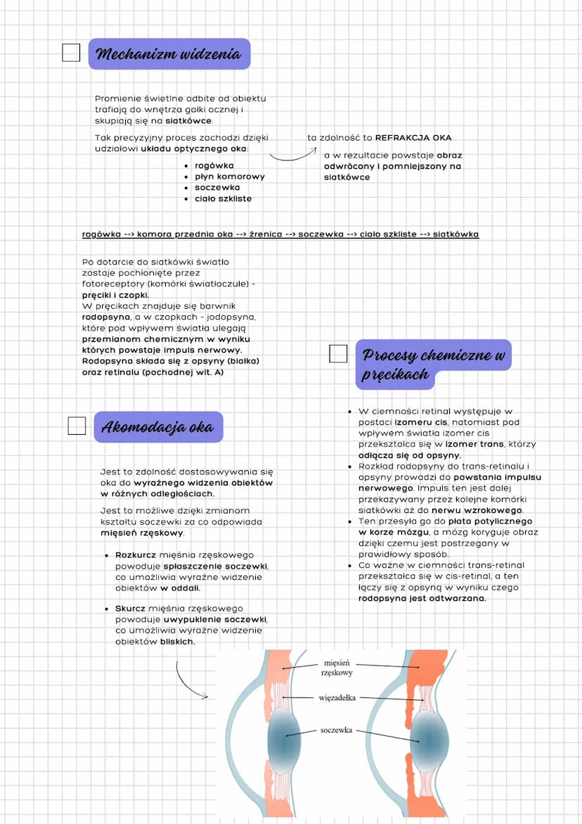 --- OCR Start ---
Narządy zmysłów człowieka
(oko oraz ucho)
Receptory służą do odbioru
bodźców, do których należą wolne
zakończenia nerwowe 
