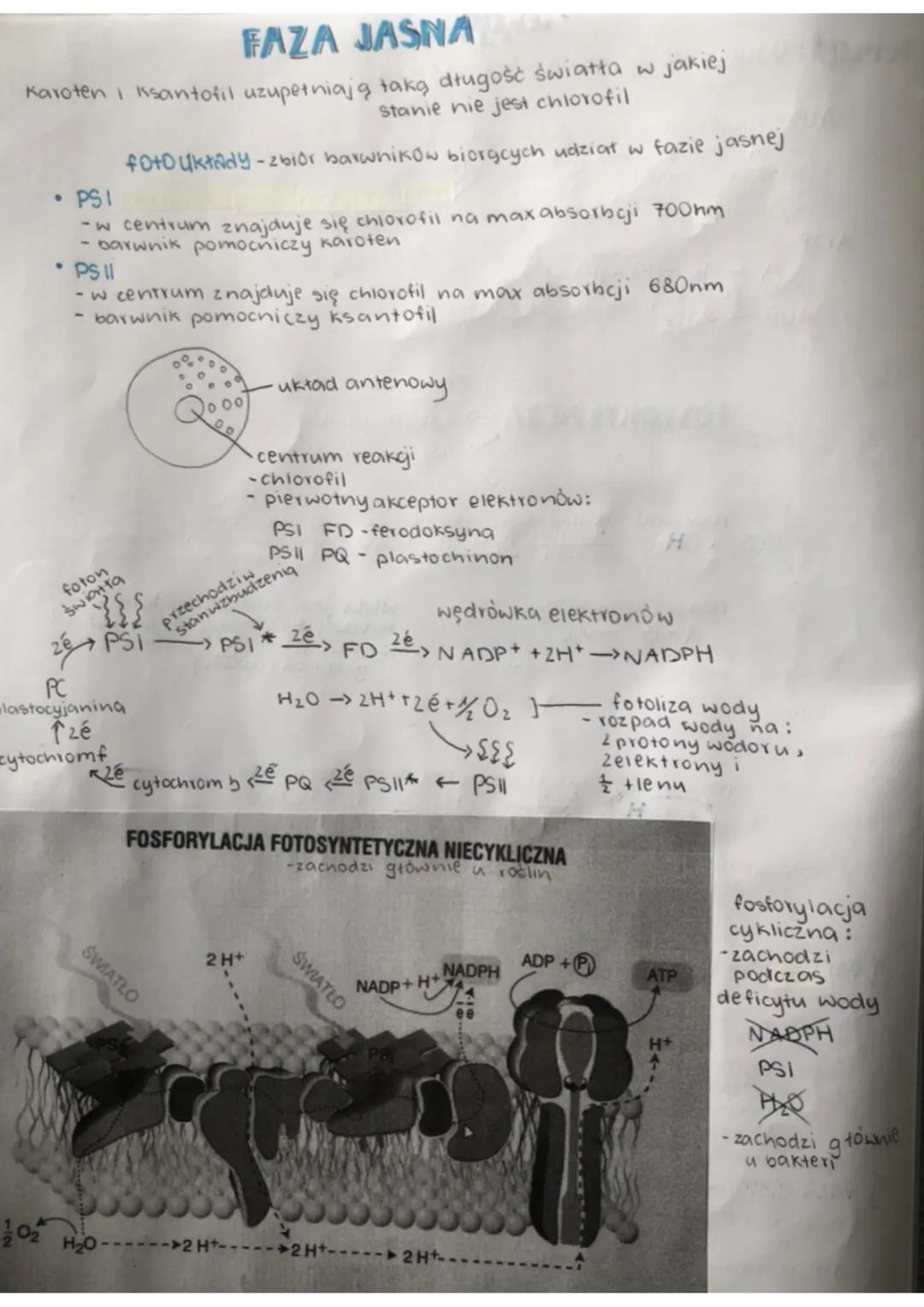 Faza jasna i ciemna fotosyntezy: co, gdzie i jak?