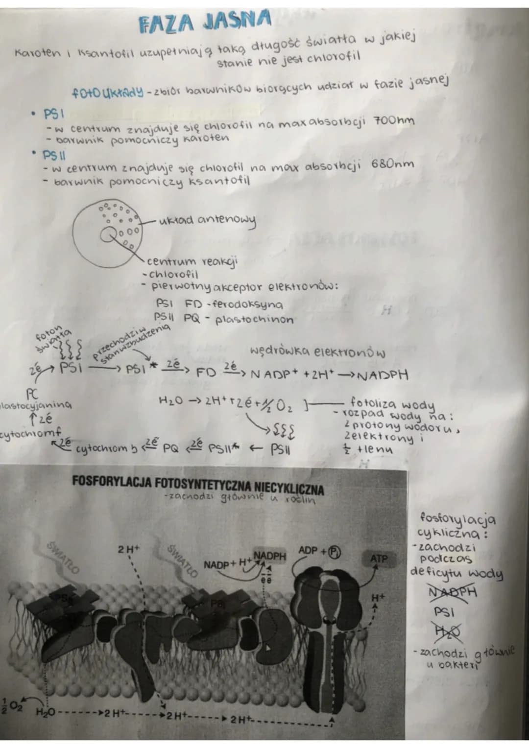 FAZA JASNA
Karoten i ksantofil uzupełniają taką długość światła w jakiej
stanie nie jest chlorofil
foto układy-zbiór barwnikow biorących udz