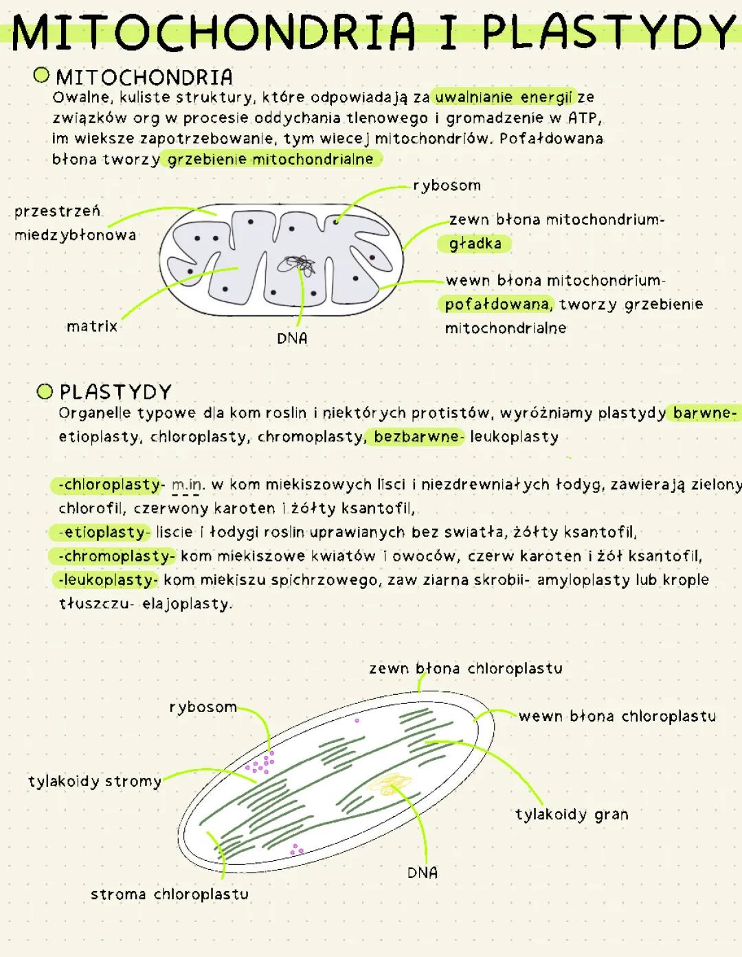 mitochondria i plastydy