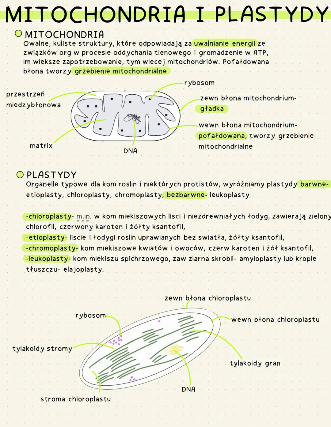 MITOCHONDRIA I PLASTYDY
O MITOCHONDRIA
Owalne, kuliste struktury, które odpowiadają za uwalnianie energii ze
związków org w procesie oddycha