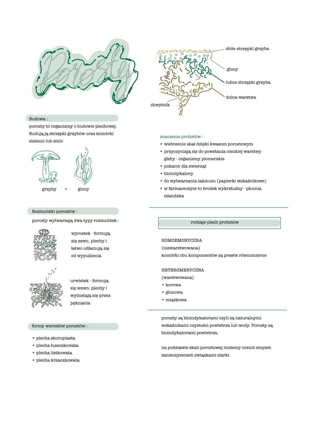 K
Budowa:
porosty to organizmy o budowie plechowej.
Budują ją strzępki grzybów oraz komórki
zielenic lub sinic
T
grzyby + glony
Rozmnóżki po
