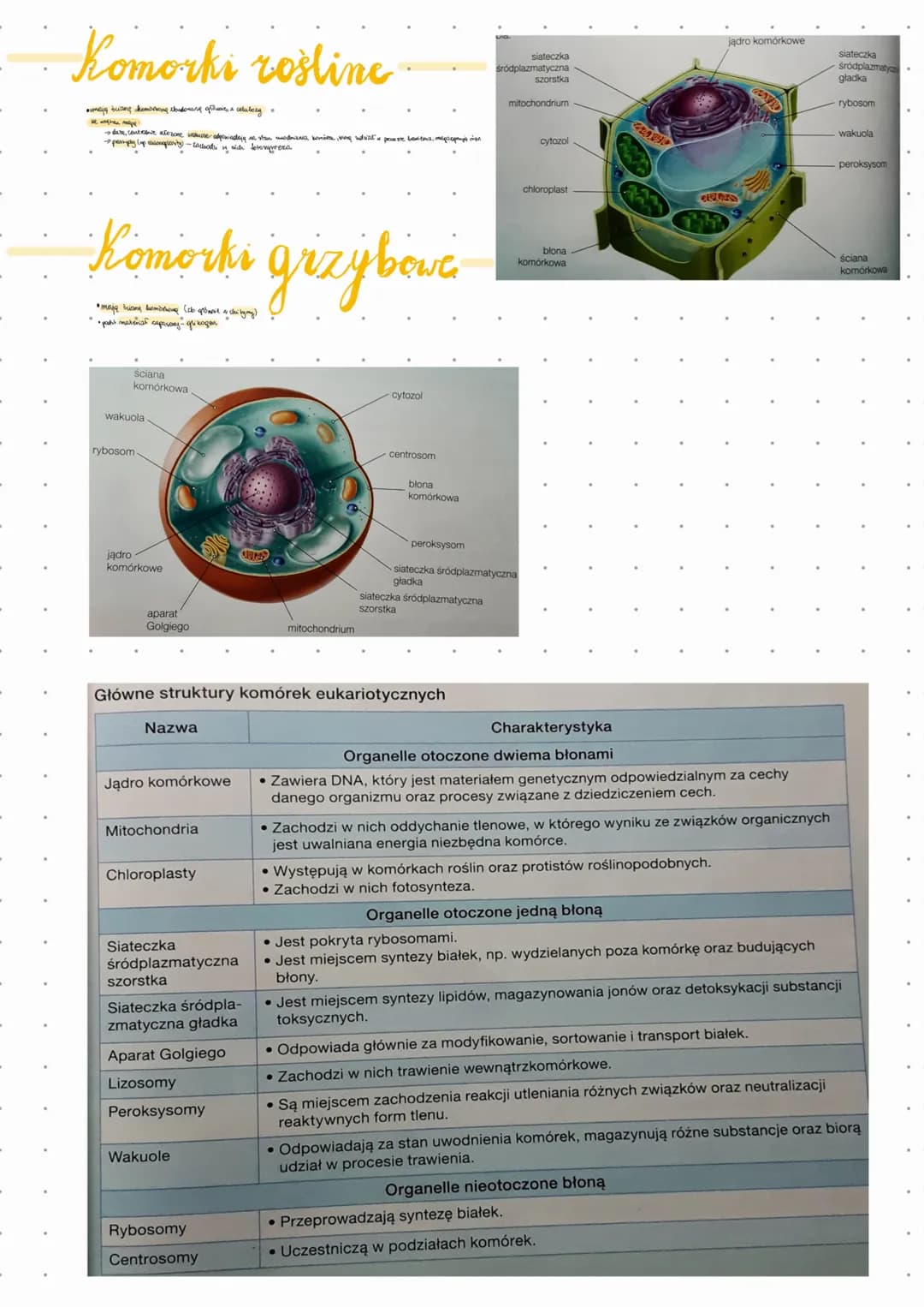 
<p>Budowa komórki zwierzęcej obejmuje różne struktury i organella, które odpowiedzialne są za różne funkcje w organizmie. Komórka zwierzęca