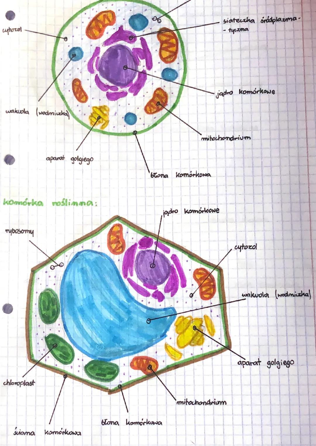 biologia
jądro komórkowe kieruje wszystkimi procesami
wytwarza energie
ochrania, transportuje substancje...
mitochondrium
=
= błona komórkow