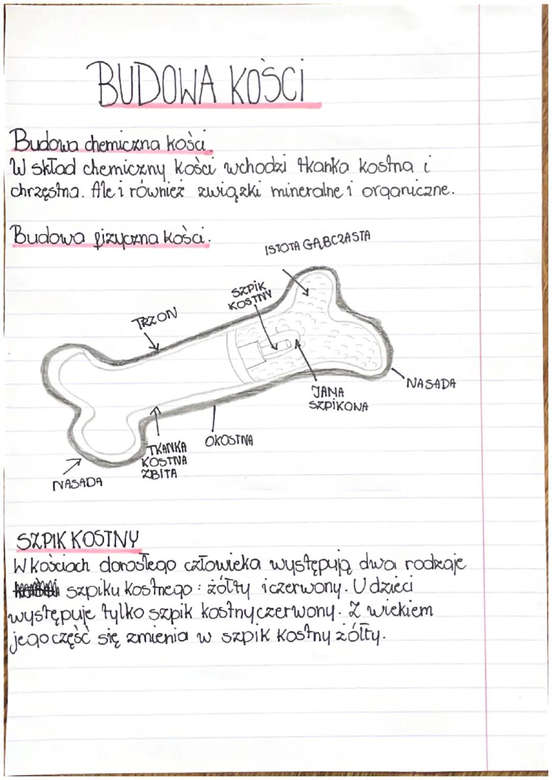 BUDOWA KOSCI
Budowa chemiczna koša.
W skład chemiczny kości wchodzi tkanka kostna i
chrzestna. Ale i również związki mineralne i organiczne.