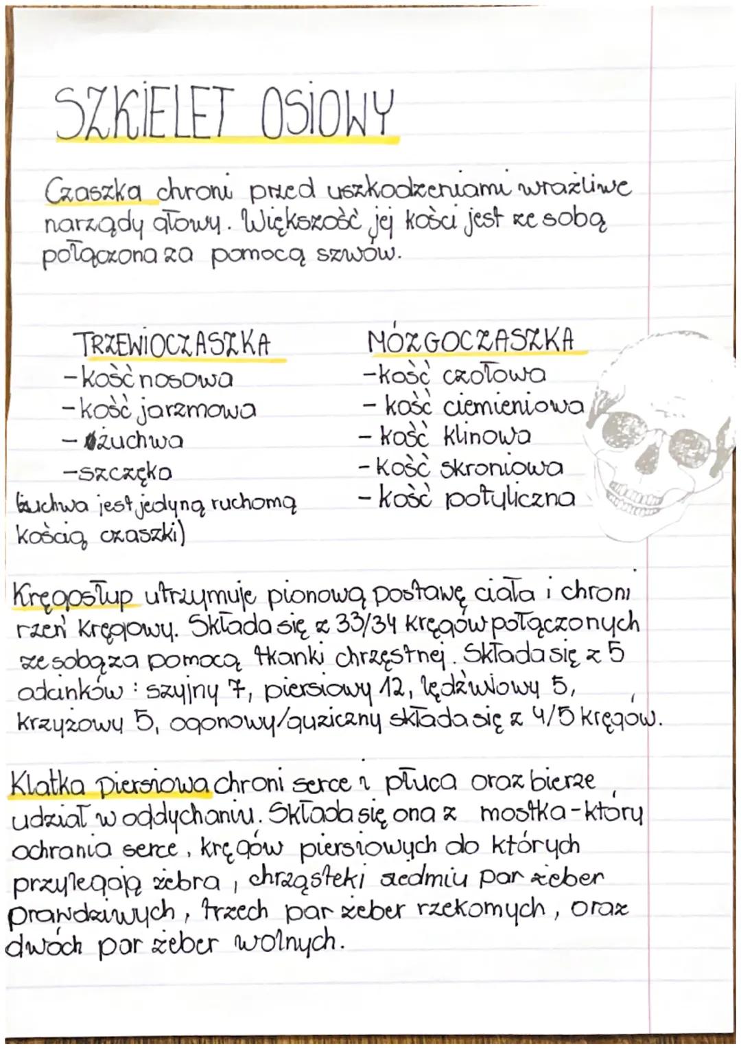 BUDOWA KOSCI
Budowa chemiczna koša.
W skład chemiczny kości wchodzi tkanka kostna i
chrzestna. Ale i również związki mineralne i organiczne.