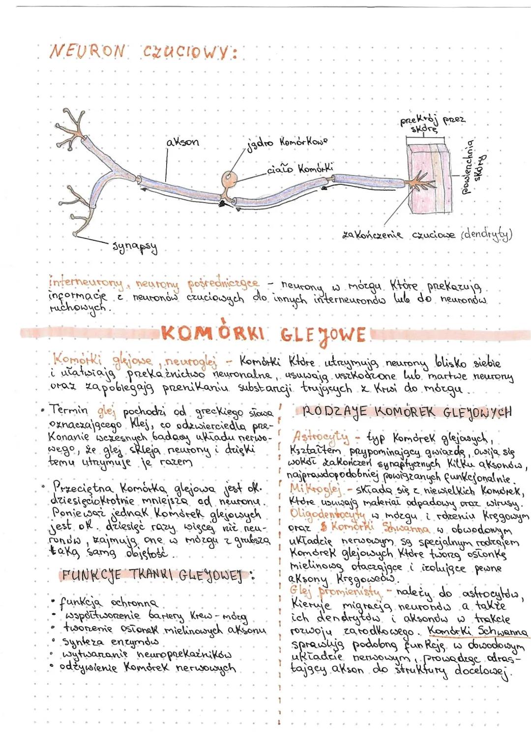 # Budowa neuronu

NEURON RUCHOWY:

![neuron_diagram](neuron_diagram.png)

dendryty
(Końcówka
odbierajgen impuls)

cytoplazma

jadro

akson
(