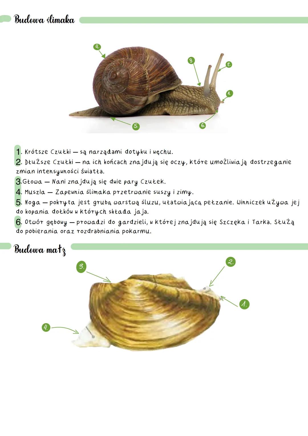 Stawonogi
Gdzie występują stawonogi?
Stawonogi Żyją niemal we wszystkich typach środowisk. Najliczniej wystepują na lądzie, na
wszystkich st