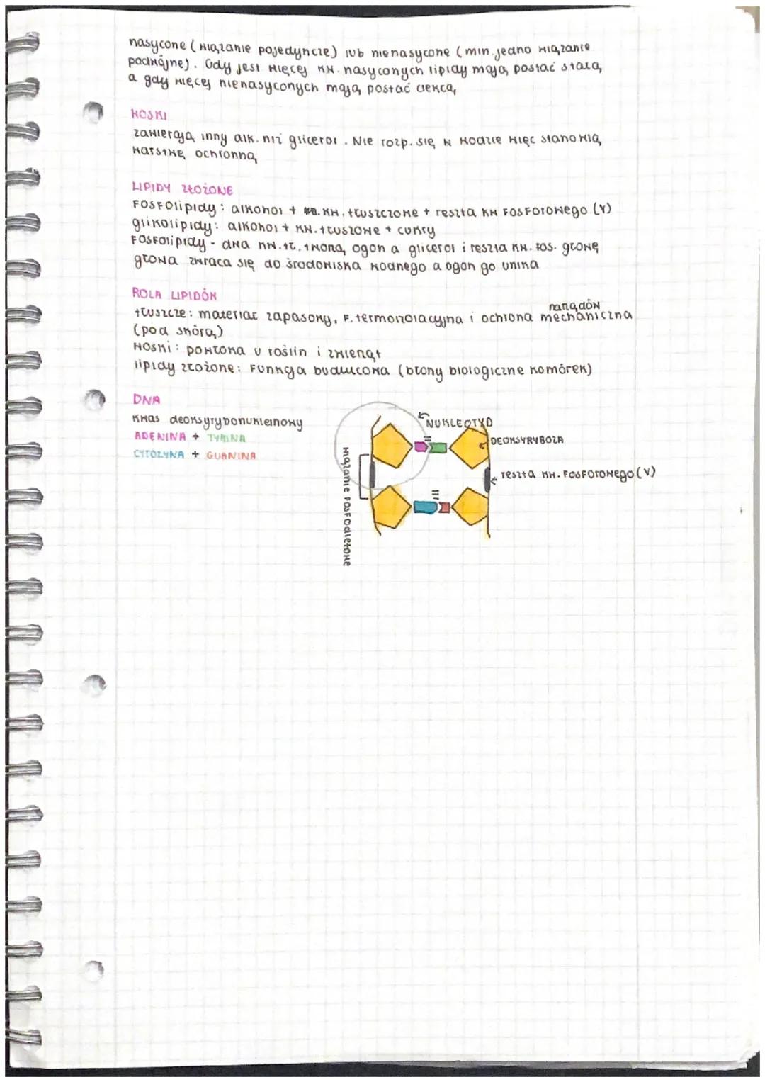 biologia
MAKRO I MIKROELEMENTY
1
↑ manroelementy (biogenne- ,,B, N, P,s) Ca, Mg, K, Na, a
mikroelementy : Fe, Cu, I, F, CO
ZNACZENIE
TLEN: S