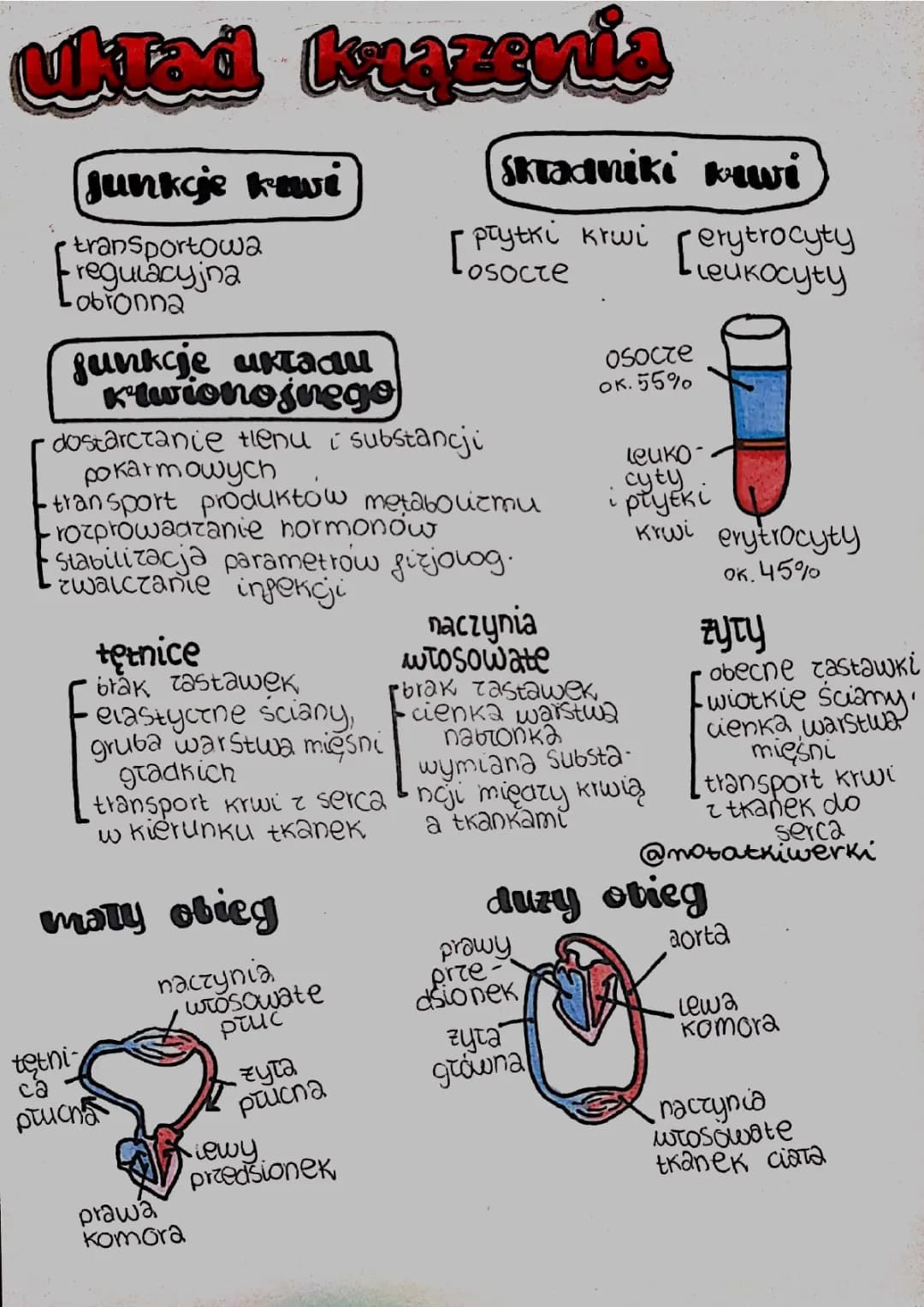 Układ krążenia 