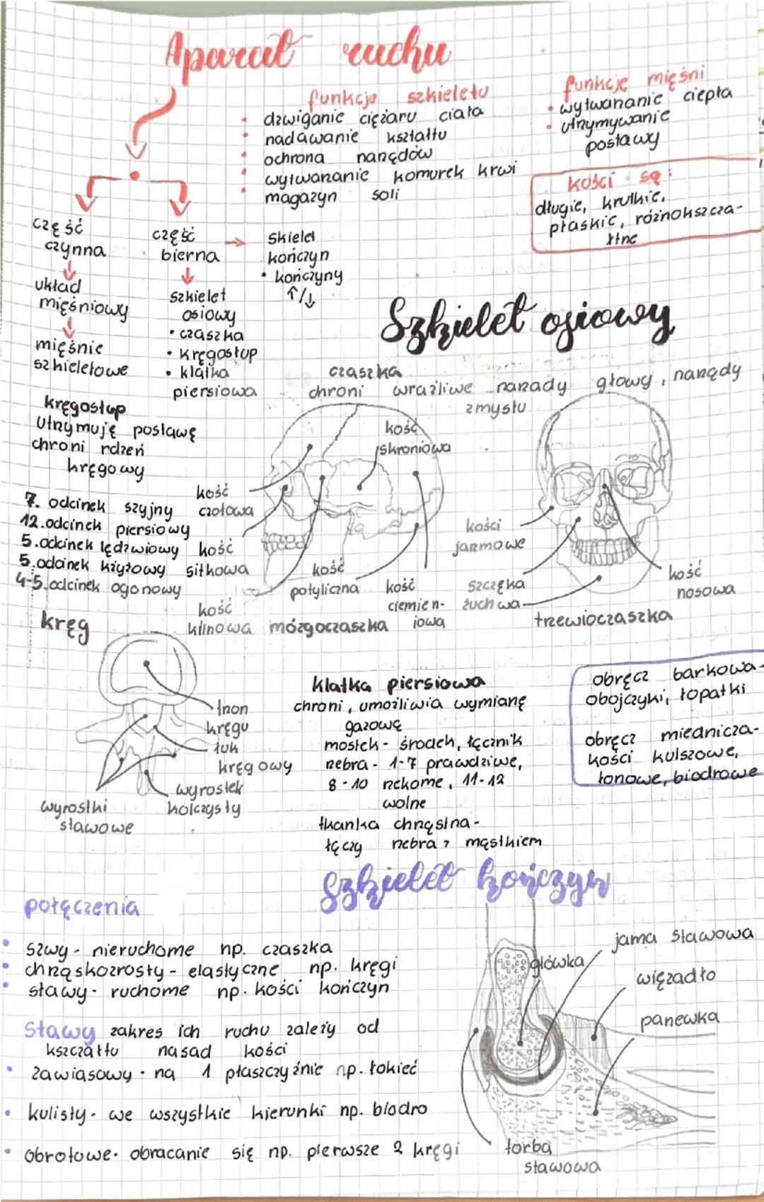# Aparat ruchu

- funkcje szkieleto
  - dawiganie ciężaru ciała
  - nadawanie kształtu
  - ochrona nançdow
  - wytwananie komurek krwi
  - m