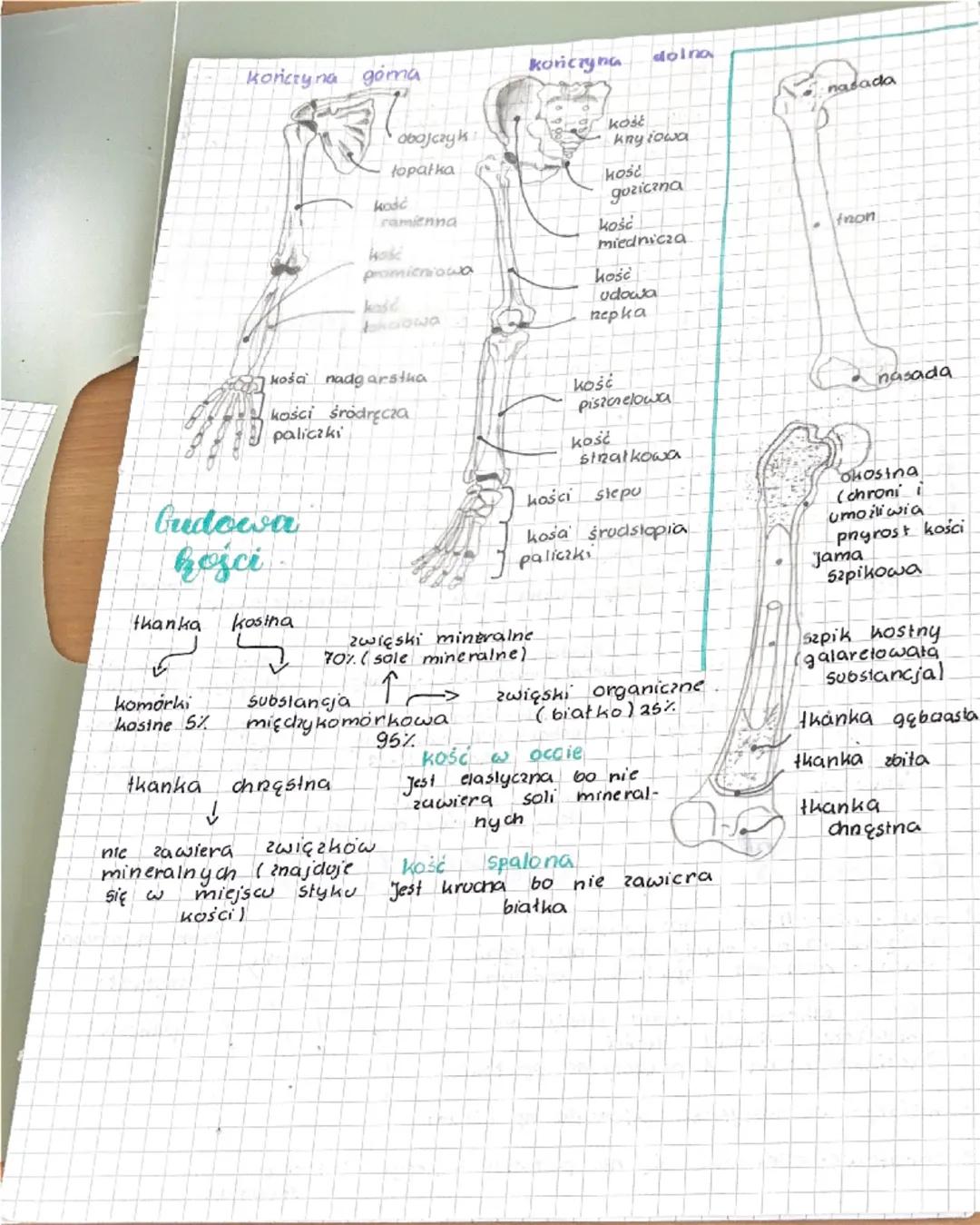# Aparat ruchu

- funkcje szkieleto
  - dawiganie ciężaru ciała
  - nadawanie kształtu
  - ochrona nançdow
  - wytwananie komurek krwi
  - m