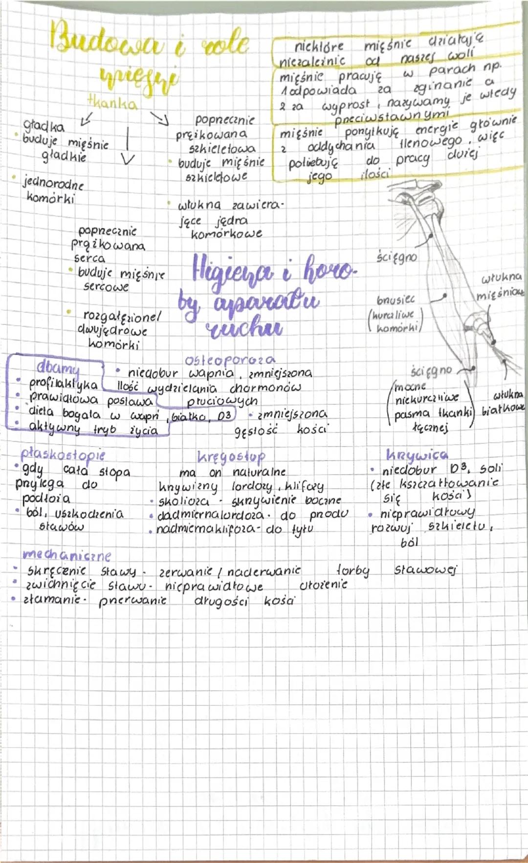# Aparat ruchu

- funkcje szkieleto
  - dawiganie ciężaru ciała
  - nadawanie kształtu
  - ochrona nançdow
  - wytwananie komurek krwi
  - m