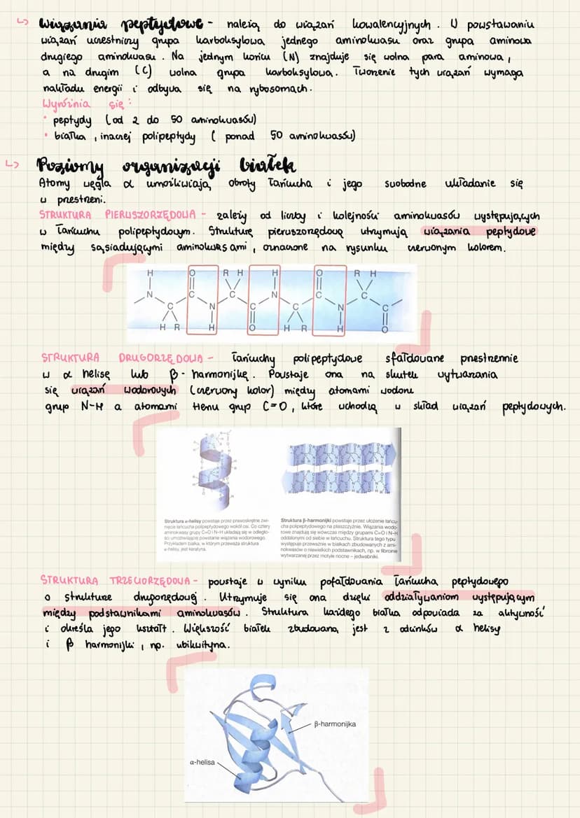 
<h2 id="funkcjebiaekworganizmie">Funkcje białek w organizmie</h2>
<p>Białka są głównym składnikiem budulcowym komórek. Pełnią wiele różnoro