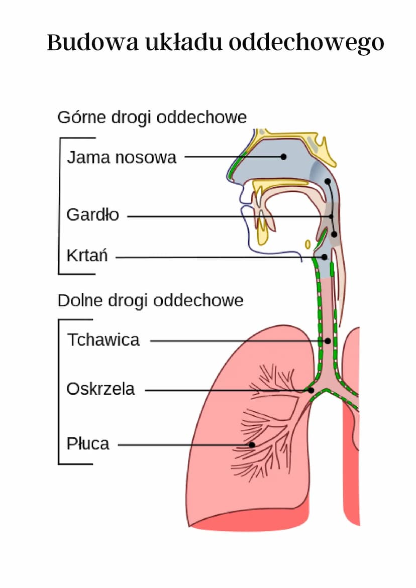 •Uklad oddechowely
Układ oddechowy
Układ oddechowy
jego
głównym zadaniem jest
wymiana gazowa, tj. pobranie
tlenu i wydalenie dwutlenku
węgla