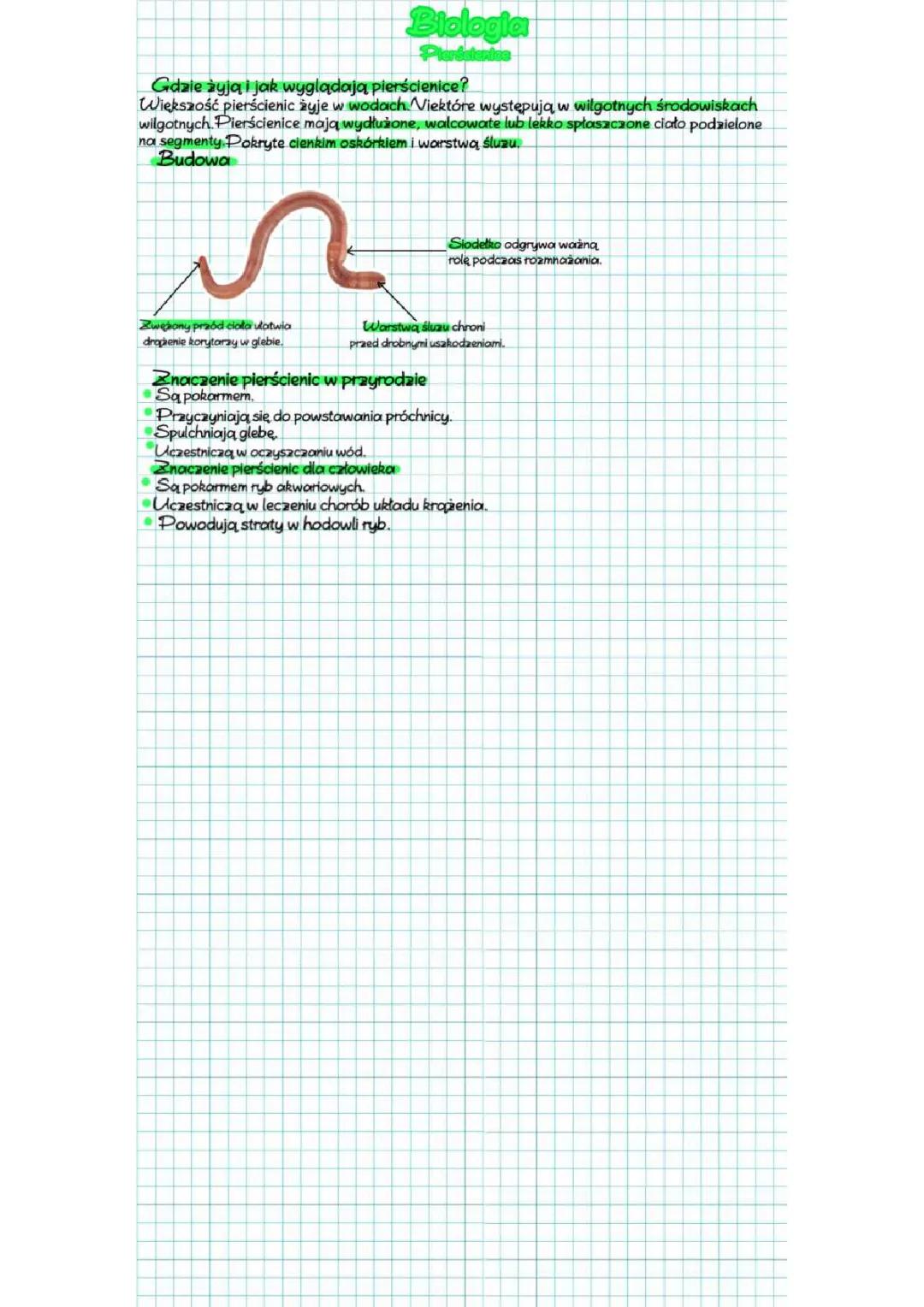 Wszystko o pierścienicach: zwierzęta o segmentowanym ciele